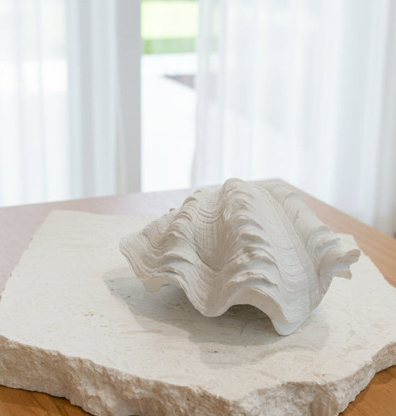 Coastal Cove Shell | X-Small