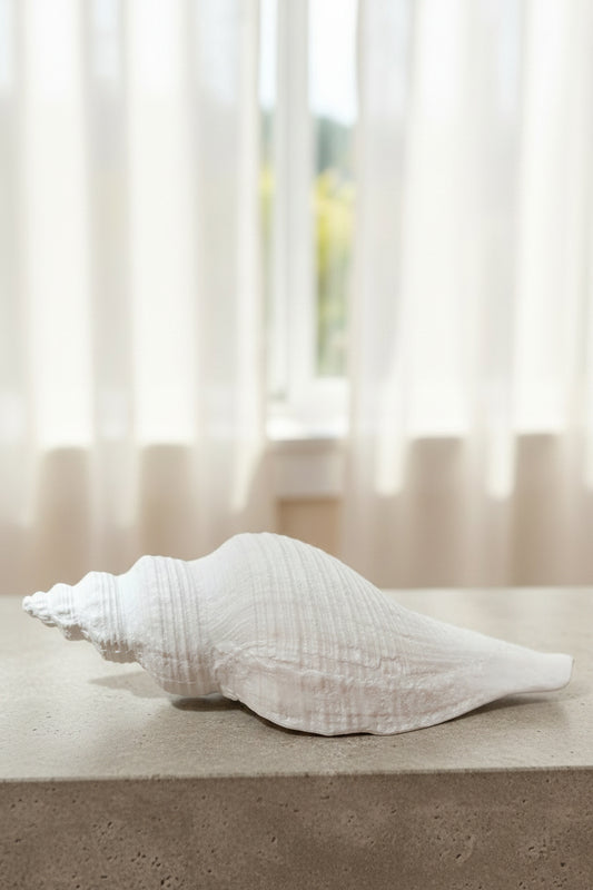 Coastal Drift Shell | Small